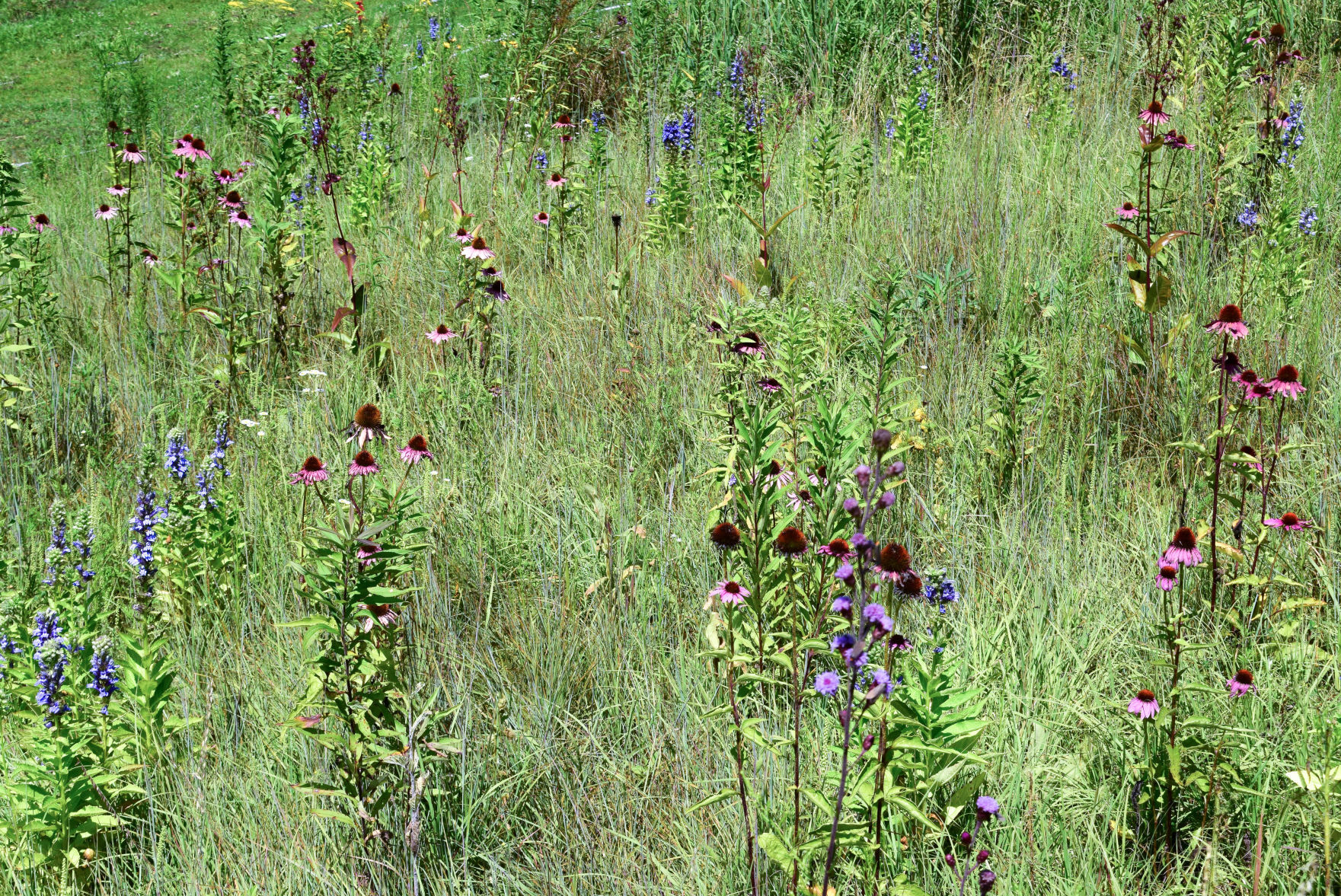 Alicia Szekeres' garden "after"